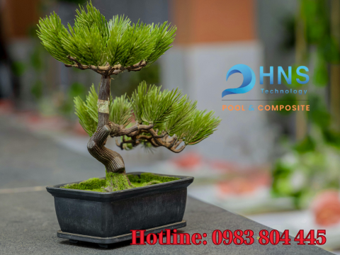cách chọn chậu bonsai