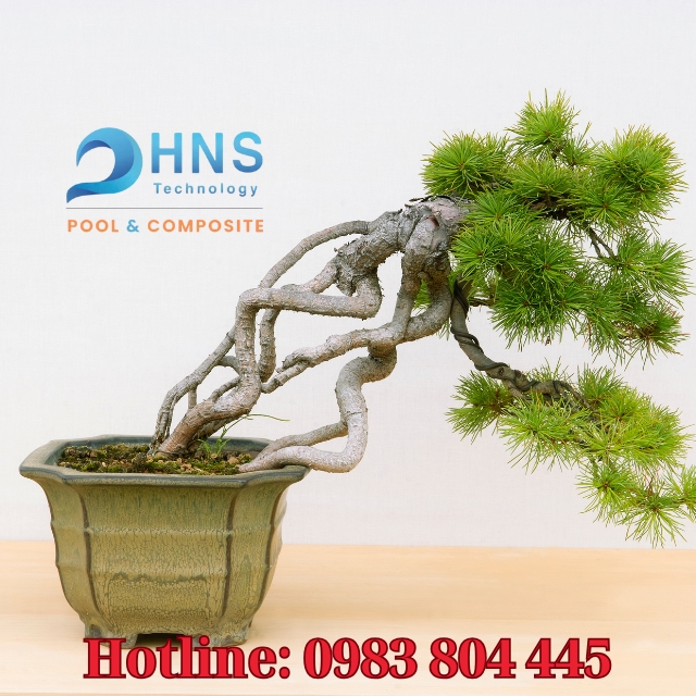 chậu bonsai đẹp