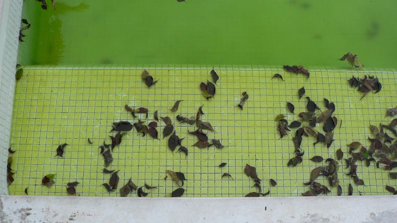 mưa ảnh hưởng đến nước hồ bơi
